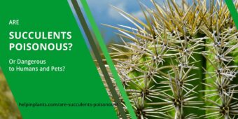 Are succulents poisonous for humans and animals - learn what succulents are poisonous