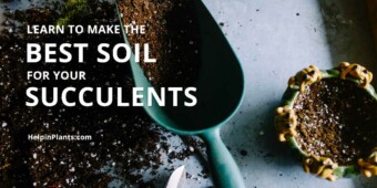 Best soil for succulents Learn how to make the Best soil for succulents and cacti