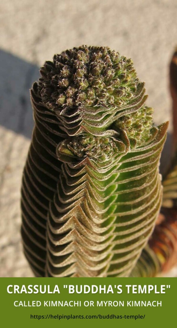 Crassula Buddha's Temple plant helpinplants.com