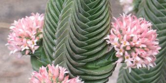 Crassula Buddha's Temple species