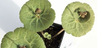 Crassula Umbella Succulent species