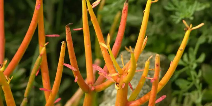 Growing and Caring for Succulents Indoors - Ultimate Guide 12 Euphorbia tirucalli 'Sticks on Fire'