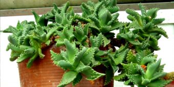 Faucaria tigrina Tigers Jaw