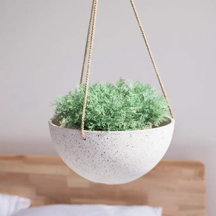 How Often to Water Succulents - The Ultimate Guide 2 Hanging Planters, succulents watering.