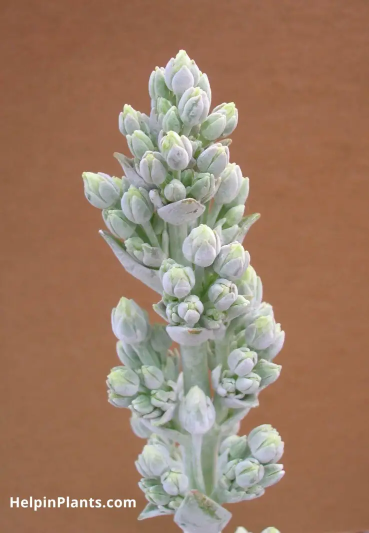 How to water succulents - Kalanchoe thyrsiflora - Succulents Type How to water succulents - Kalanchoe thyrsiflora - Succulents Type