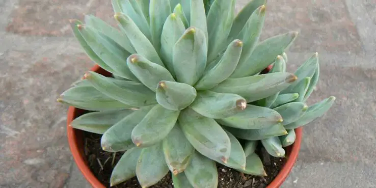 Pachyveria Bea species - helpinplants.com Pachyveria Bea species