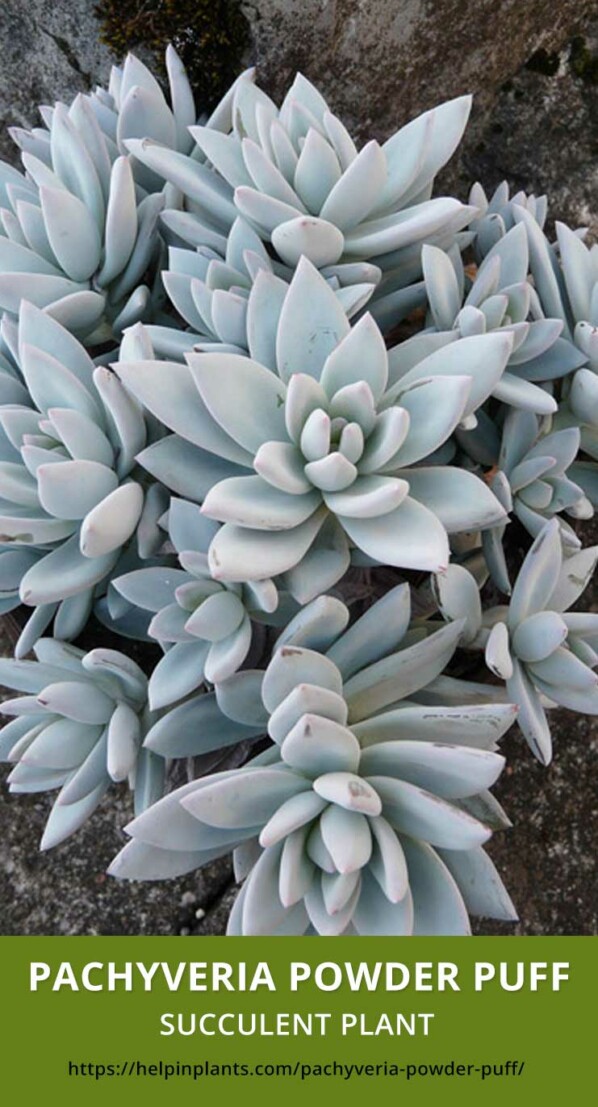 Pachyveria Powder Puff succulent plant species