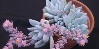 Learn to care Pachyveria Powder Puff succulent plant species