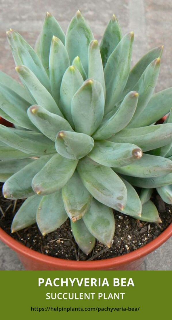 Pachyveria bea species helpinplants.com