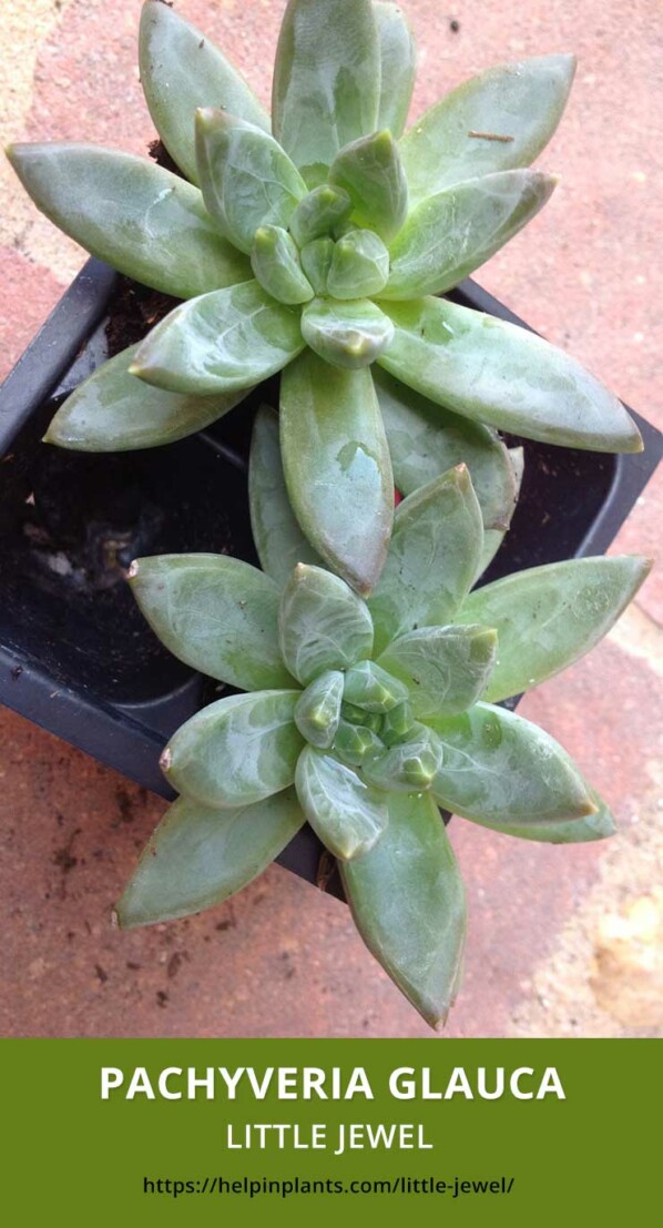 Details of Pachyveria glauca 'little jewel' species
