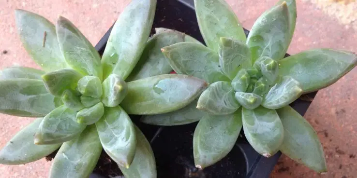 Pachyveria glauca 'little jewel' species Pachyveria glauca 'little jewel' species