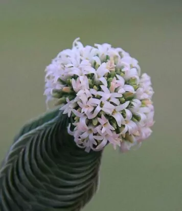 Crassula Buddha's Temple Succulent 2 Crassula Buddha's Temple plant