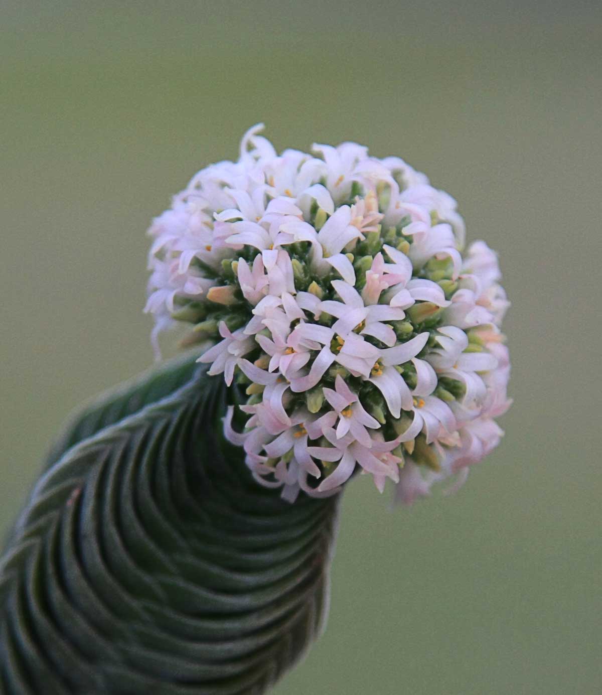 - Buddha's Temple Crassula: A Guide To Caring For Your Temple Jade