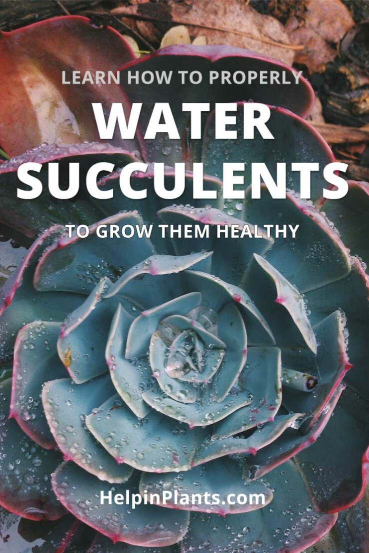 learn how to water succulents plants