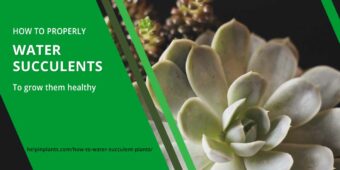 how often to water succulents plants how often to water succulents plants