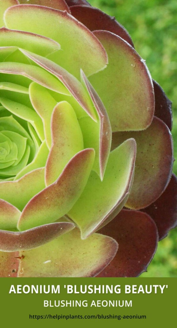 Aeonium Blushing Beauty