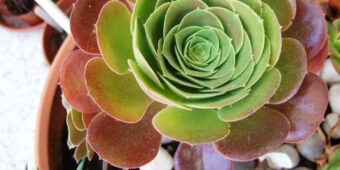 Aeonium Blushing Beauty