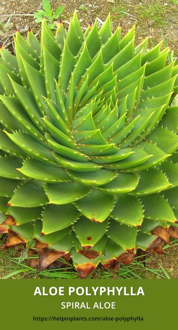 Aloe Polyphylla Spiral Aloe
