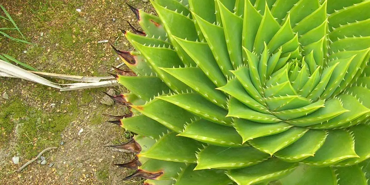 spiral aloe leave angles spiral aloe leave angles