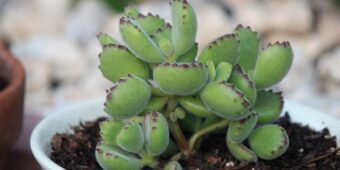 Cotyledon Tomentosa Bear's Paw