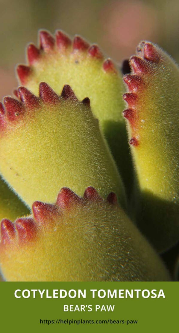 Cotyledon Tomentosa Bear's Paw