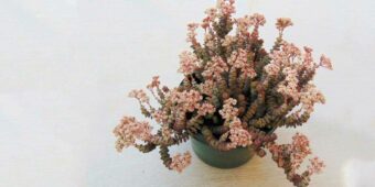 Crassula Baby's Necklace Succulent species Crassula Baby's Necklace Succulent species