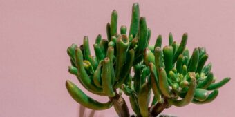 Crassula Ovata Gollum Jade succulent species Crassula Ovata Gollum Jade succulent species