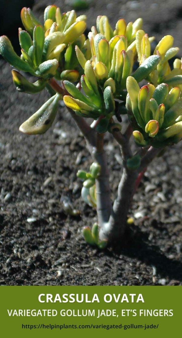 Crassula Ovata Variegated Gollum Jade Succulent Species type