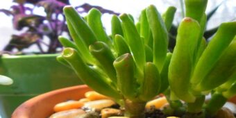 Crassula Ovata Variegated Gollum Jade Succulent Species type