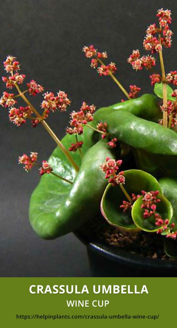 Crassula Umbella Wine Cup Succulent species