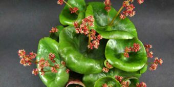 Crassula Umbella Wine Cup Succulent species