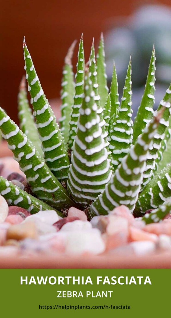 Haworthia fasciata Zebra Plant