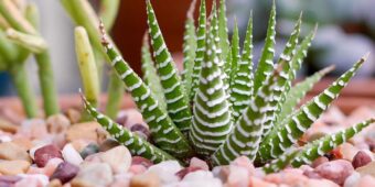 Haworthia fasciata Zebra Plant