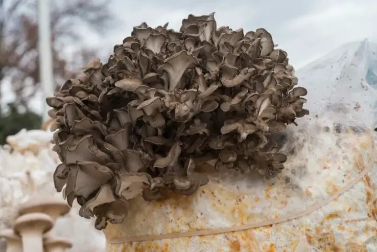 How to grow mushrooms - The Easy and Ultimate Guide 6 Maitake mushrooms