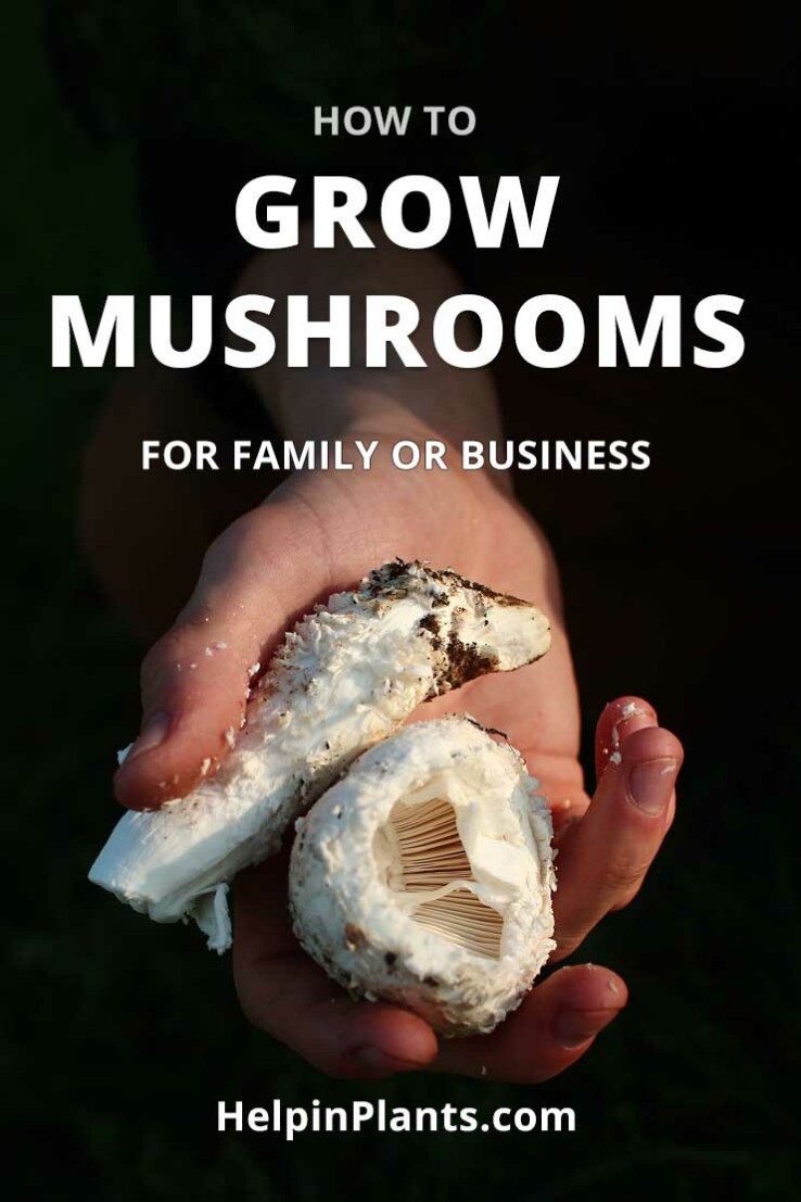 how to grow mushrooms helpinplants.com