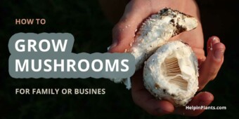 How to grow mushrooms - helpinplants.com How to grow mushrooms - helpinplants.com