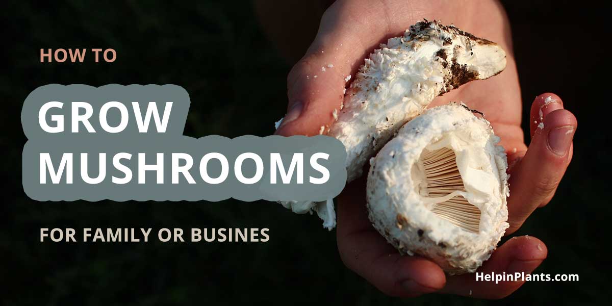 How to grow mushrooms - The Easy and Ultimate Guide