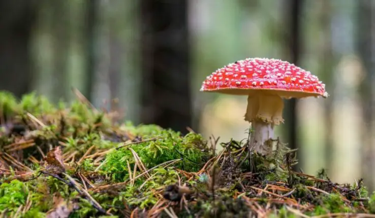 How to grow mushrooms - The Easy and Ultimate Guide 1 mushroom in the wild
