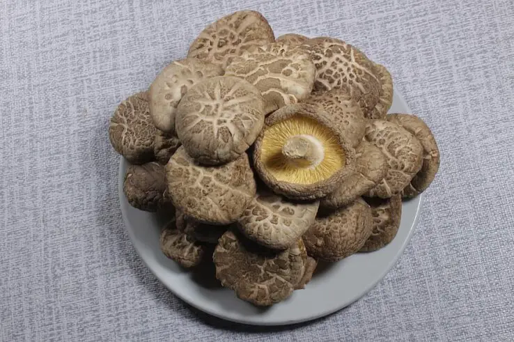 How to grow mushrooms - The Easy and Ultimate Guide 4 mushroom - thin mushroom - shiitake mushroom