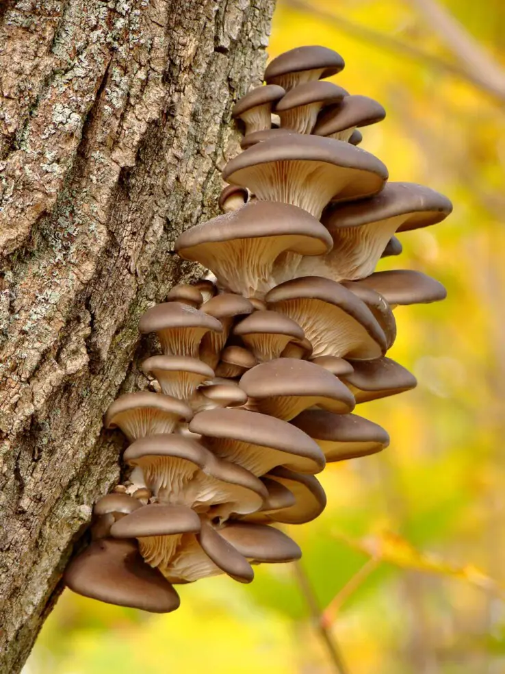How to grow mushrooms - The Easy and Ultimate Guide 2 Grown Big Oyster Mushrooms on tree