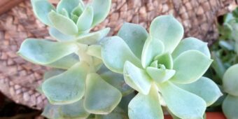 Graptopetalum Paraguayense Ghost Plant Graptopetalum Paraguayense Ghost Plant