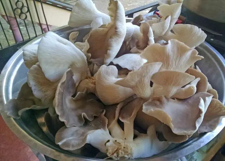 How To Grow Oyster Mushrooms at Home 22 Harvested Oyster Mushrooms