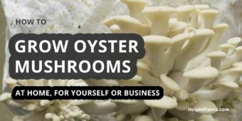 How to grow oyster mushrooms at home