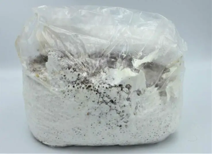 How To Grow Oyster Mushrooms at Home 19 Mushroom Colonization