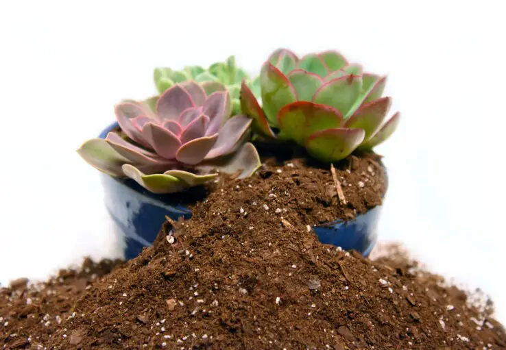 Best Succulent Soil Reviewed + Buying Guide (2021)