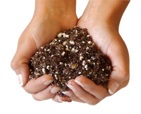 Best Succulents Soil Reviewed - with Buying Guide (2020) 10 Organic Succulent and Cactus Soil - 1 Gallon by Bliss Gardens