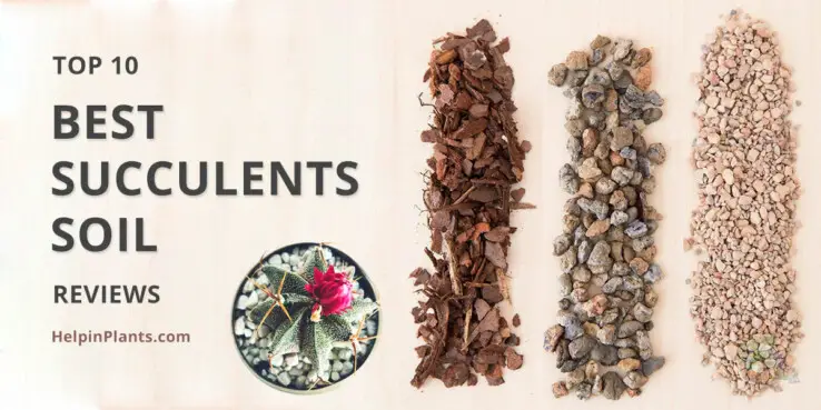 Top 10 Best Succulents Soil Reviews Top 10 Best Succulents Soil Reviews