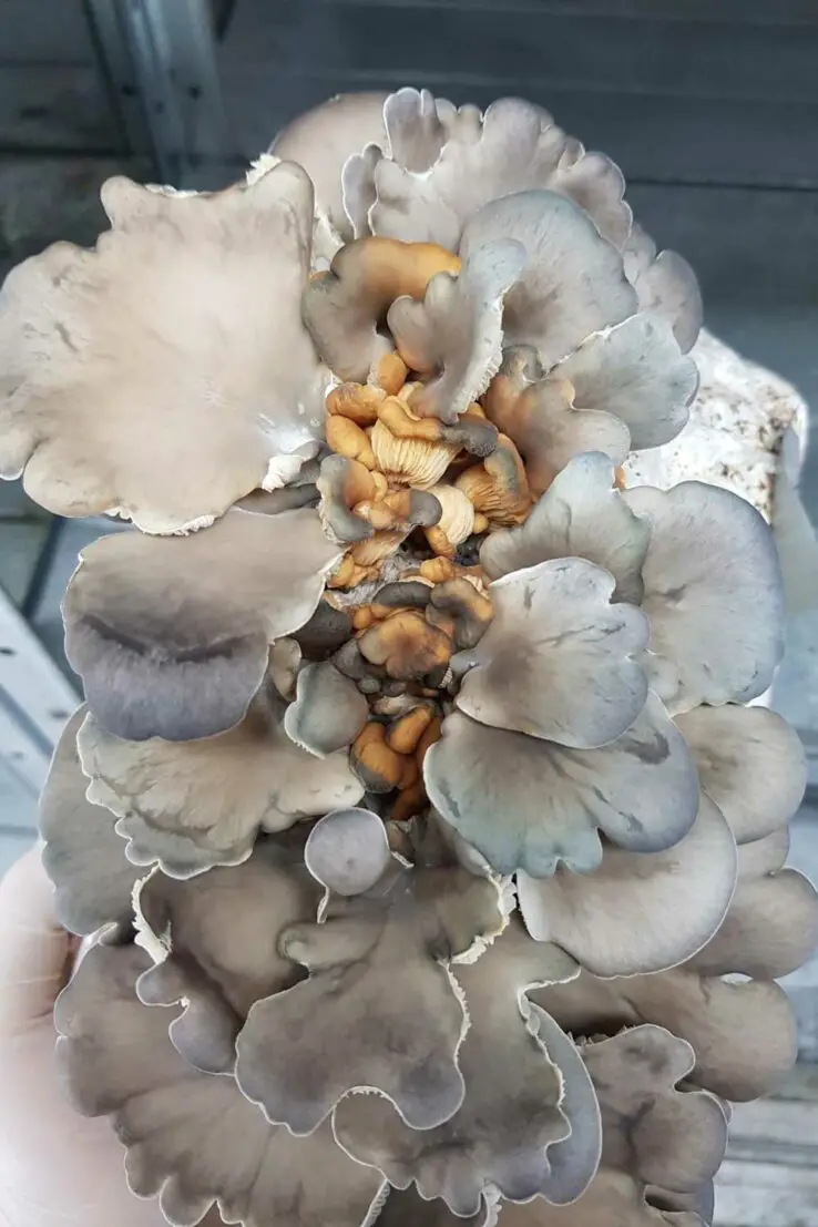 How To Grow Oyster Mushrooms at Home 23 bacterial blotch on blue and king oyster