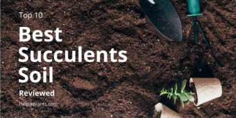 Top 10 Best Succulents Soil Reviews - Like Superfly bonsai and Miracle-Gro, etc.