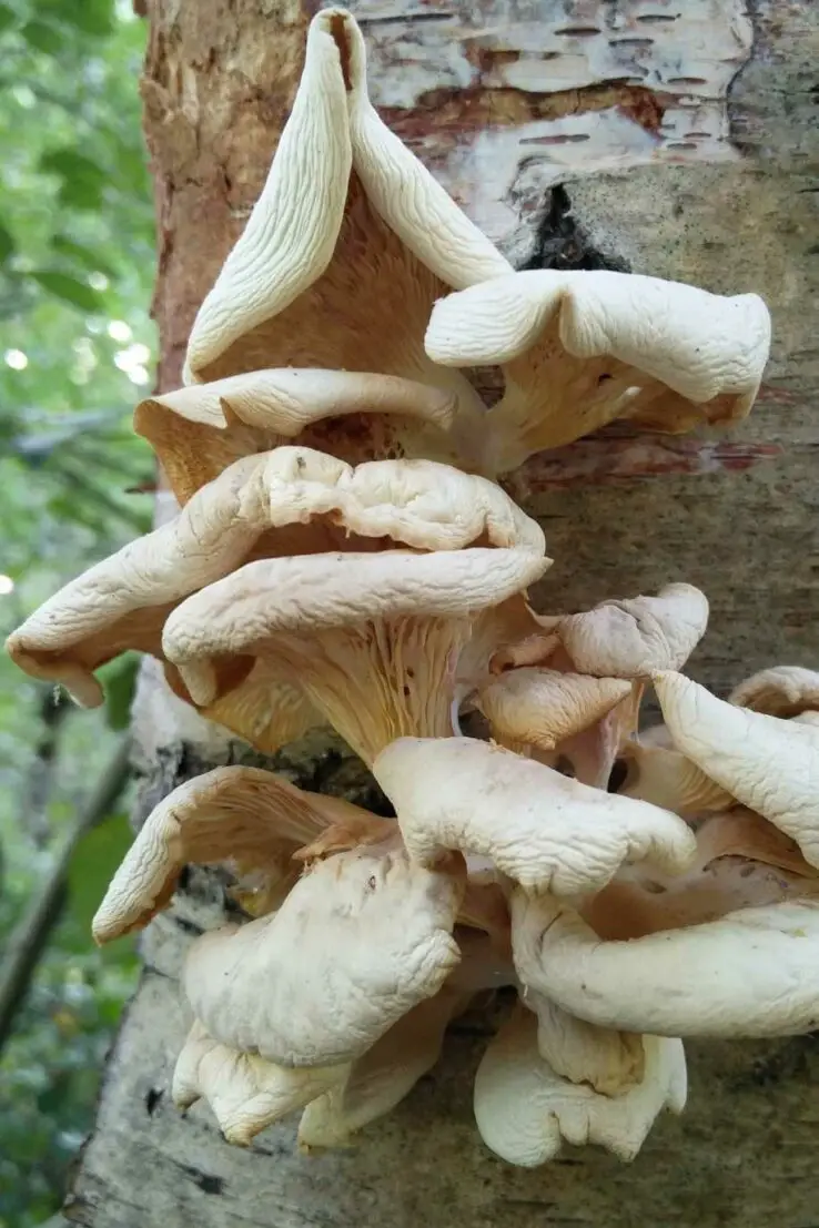 How To Grow Oyster Mushrooms at Home 26 drying out oyster mushrooms